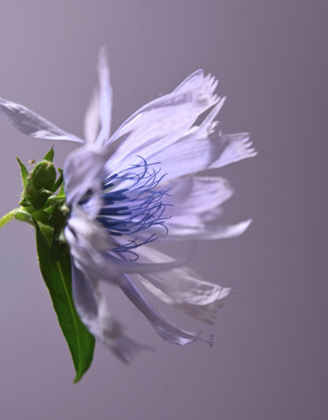 Chicory Flower Essence | Loving Freely + Adapting with Grace
