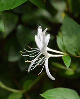 Honeysuckle Flower Essence | Inner Homecoming + Blossoming in Alignment